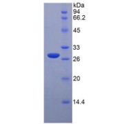 SDS-PAGE analysis of Rat Tafazzin Protein.