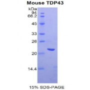 SDS-PAGE analysis of Mouse TDP43 Protein.