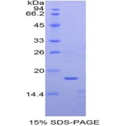 SDS-PAGE analysis of Human TAF13 Protein.