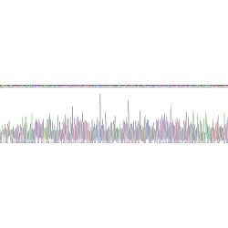 Human Telomerase Reverse Transcriptase (TERT) Protein