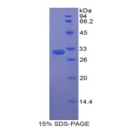 SDS-PAGE analysis of Rat CPB2/TAFI Protein.