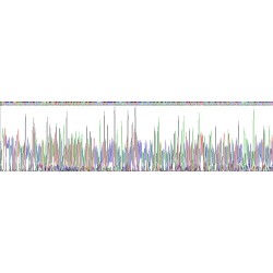 Human Thrombospondin 4 (THBS4) Protein