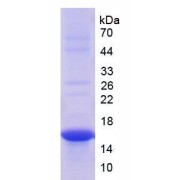 SDS-PAGE analysis of Rat THY1 Protein.