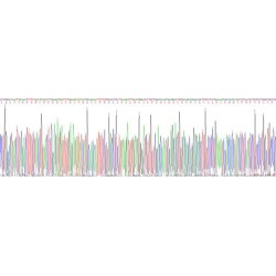 Rat Thymic Stromal Lymphopoietin (TSLP) Protein