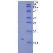 SDS-PAGE analysis of recombinant Rat TSLP Protein.