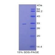 SDS-PAGE analysis of Mouse TBG Protein.