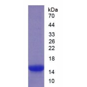 SDS-PAGE analysis of Mouse TIMP1 Protein.