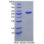 SDS-PAGE analysis of Mouse TRAF1 Protein.