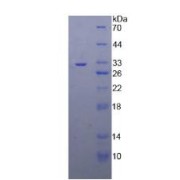 SDS-PAGE analysis of Human TRAF4 Protein.