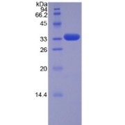 SDS-PAGE analysis of Human TRAF5 Protein.