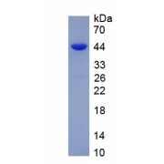 SDS-PAGE analysis of recombinant Rat Transferrin (TF) Protein.