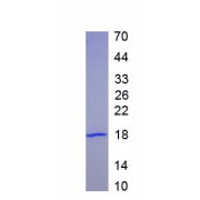 SDS-PAGE analysis of recombinant Chicken TGFb1 Protein.