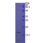 SDS-PAGE analysis of Human TGFb1 Protein.