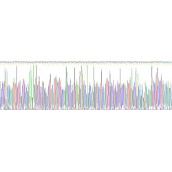 Mouse Transforming Growth Factor Beta 1 (TGFb1) Protein