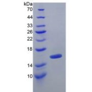 SDS-PAGE analysis of recombinant Mouse TGFb1 Protein.