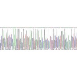 Rat Transforming Growth Factor Beta 1 (TGFb1) Protein