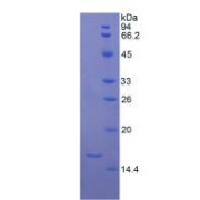 SDS-PAGE analysis of recombinant Rat TGFb1 Protein.