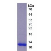 SDS-PAGE analysis of recombinant Rat TGFb2 Protein.