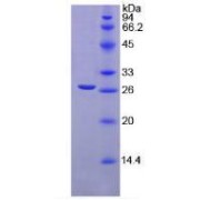 SDS-PAGE analysis of Mouse TGFbI Protein.