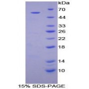 SDS-PAGE analysis of Dog TGM1 Protein.