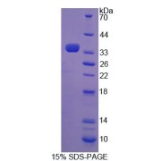 SDS-PAGE analysis of recombinant Mouse TGM3 Protein.