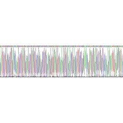 Cow Transthyretin (TTR) Protein