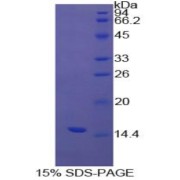 SDS-PAGE analysis of recombinant Cow Transthyretin Protein.