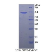 SDS-PAGE analysis of Mouse Trefoil Factor 1 Protein.