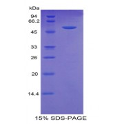 SDS-PAGE analysis of Pig TFF3 Protein.