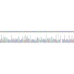 Mouse Troponin I Type 2, Fast Skeletal (TNNI2) Protein