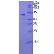 SDS-PAGE analysis of Human TNNT1 Protein.