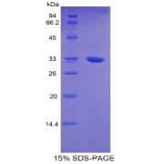 SDS-PAGE analysis of Mouse TNNT1 Protein.