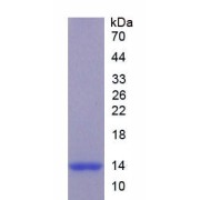 SDS-PAGE analysis of Dog Tryptase Protein.