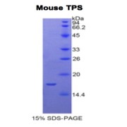 SDS-PAGE analysis of recombinant Mouse Tryptase Protein.