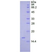 SDS-PAGE analysis of Rat Tryptase Protein.