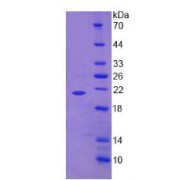 SDS-PAGE analysis of Human TNF alpha Protein.