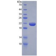SDS-PAGE analysis of Rat TNF alpha Protein.