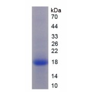 SDS-PAGE analysis of recombinant Monkey Tumor Necrosis Factor Alpha (TNFA) Protein.