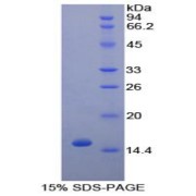 SDS-PAGE analysis of Dog TNFb Protein.