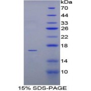 SDS-PAGE analysis of Pig TNFb Protein.