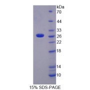 SDS-PAGE analysis of Human TNFSF14 Protein.