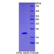 SDS-PAGE analysis of Mouse TNFSF7 Protein.