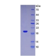 SDS-PAGE analysis of Human TRAIL Protein.