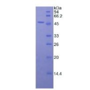 SDS-PAGE analysis of Rat TRAIL Protein.