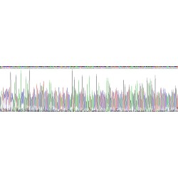 Rat Tumor Necrosis Factor Related Apoptosis Inducing Ligand (TRAIL) Protein