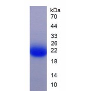 SDS-PAGE analysis of Human YWHAz Protein.