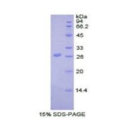 SDS-PAGE analysis of Cow UCHL5 Protein.