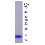 SDS-PAGE analysis of recombinant Mouse UCP1 Protein.