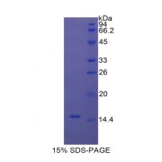 SDS-PAGE analysis of Rat UCP1 Protein.