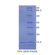 SDS-PAGE analysis of Rat Urocortin 1 Protein.